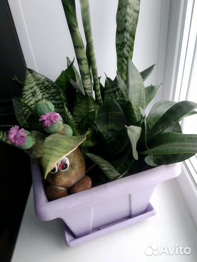 Цветы Сансевиерия тещин язык Щучий хвост