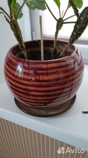 Цветы большие с горшками керамическими