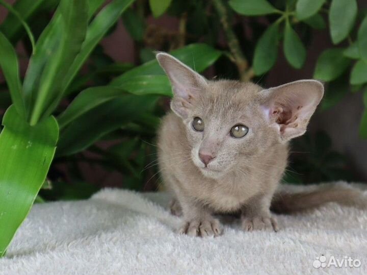 Ориентальная девочка