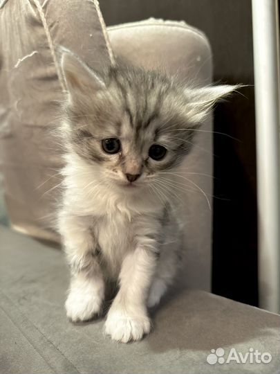 Котята бесплатно