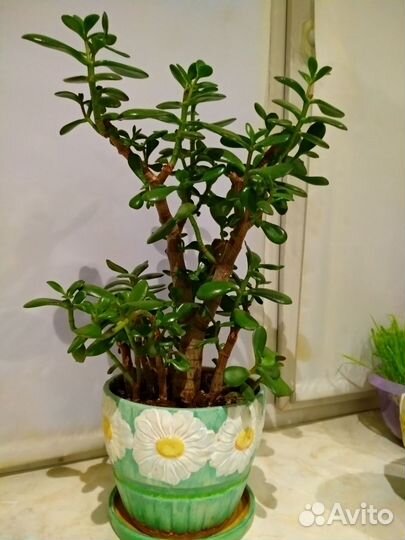 Толстянка, денежное дерево