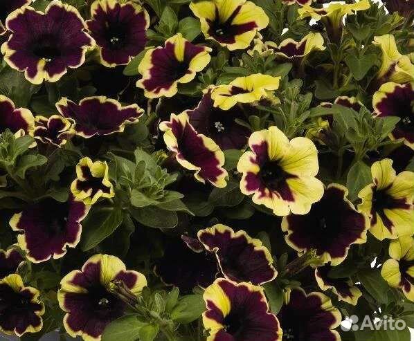 Вегетативная петуния