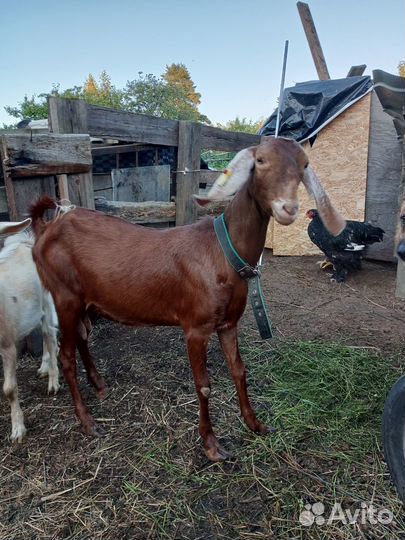 Коза нубийская+камори