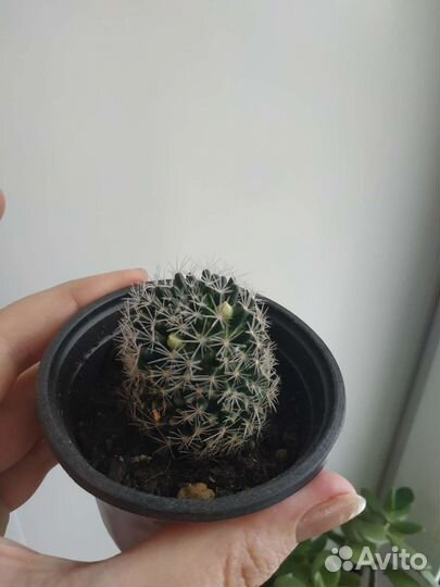 Комнатные растения, кактусы