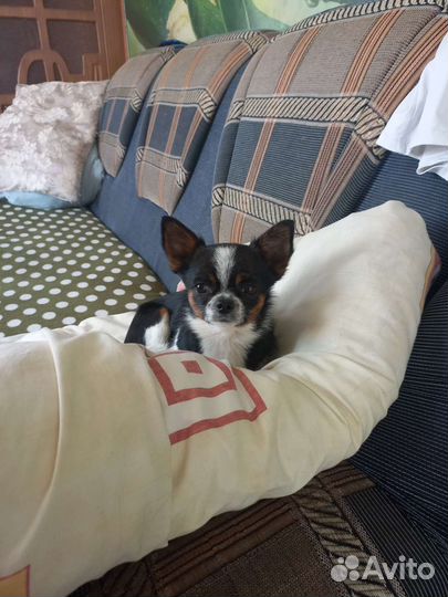 Вязка чихуахуа