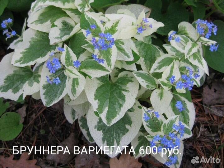 Бруннера Вариегатная