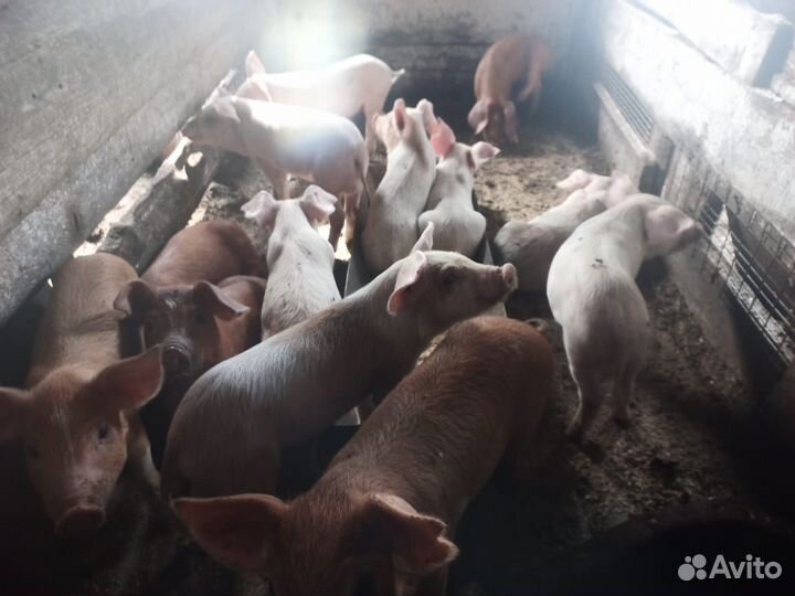 Поросенок ландрас и дюрок