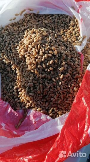 Овес фуражный вика пшеница ячмень яровые