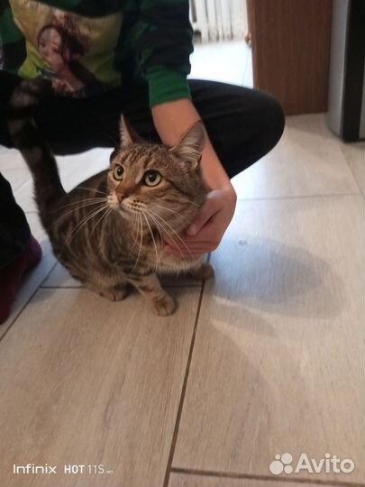 Кошка в дар