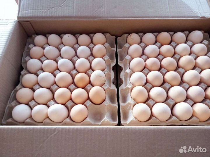 Яйцо куриное Оптом