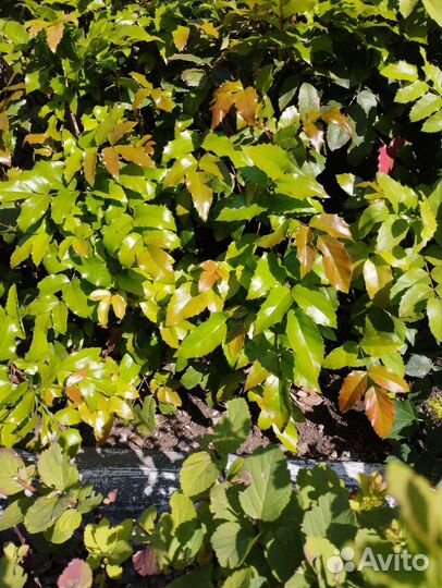 Магония падуболистная