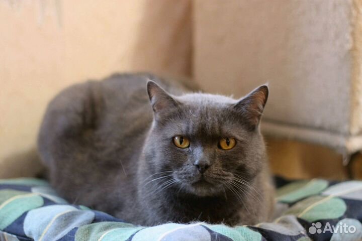 Британский кот