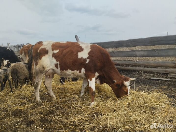 С/х животные:корова, тёлочки, овцы, ягнята