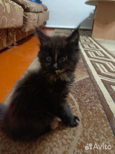 Продам котят мейн кун