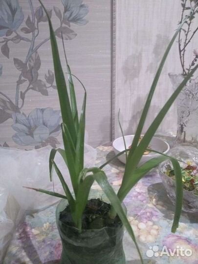 Индийский лечебный лук