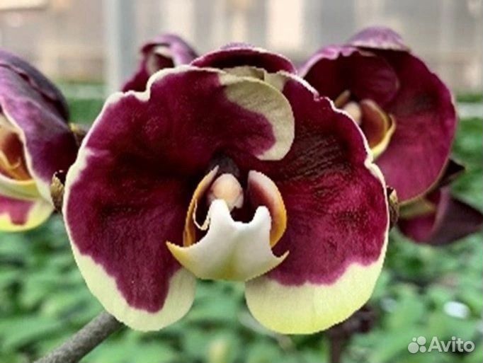 Орхидея фаленопсис