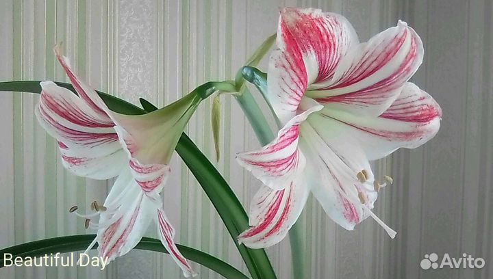 Гиппиаструм