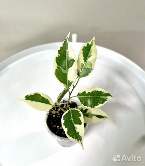 Фикус Твилайт