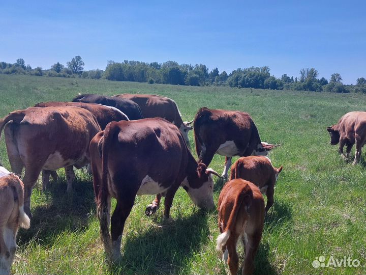 Коровы Герефорд, телята(стадо)