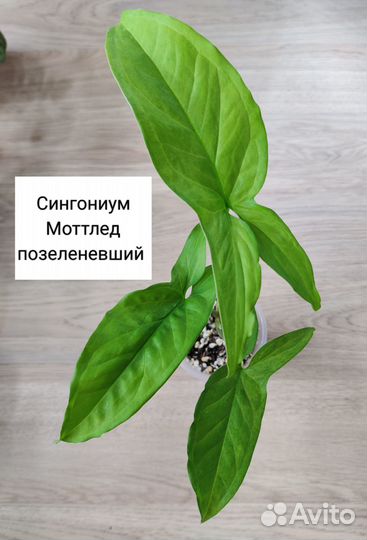 Комнатные цветы набором