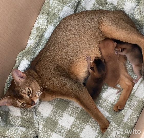 Абиссинские котята