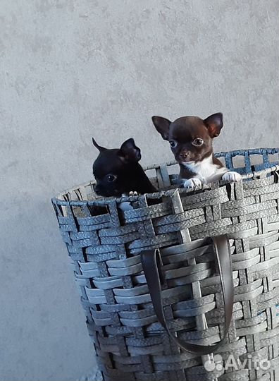 Щенки чихуахуа