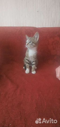 Котенок