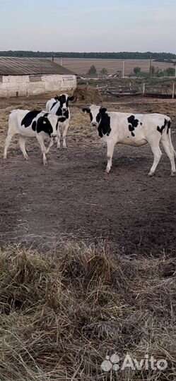 Телки нетели корова