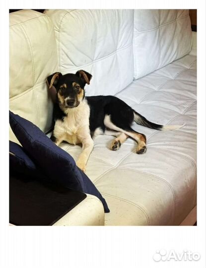 Щенок в добрые руки