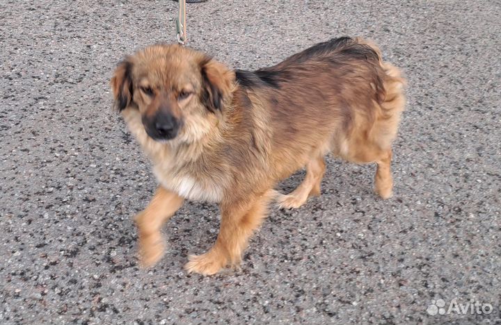 Собака в приюте