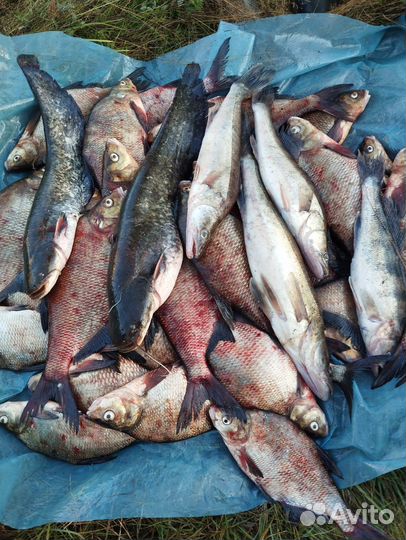 Свежая рыба лещ