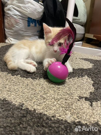 Отдам в хорошие руки котенка бесплатно