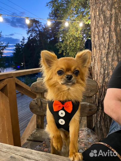 Вязка кобель чихуахуа