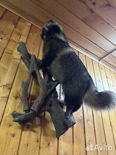 Чучело енота (имитация)