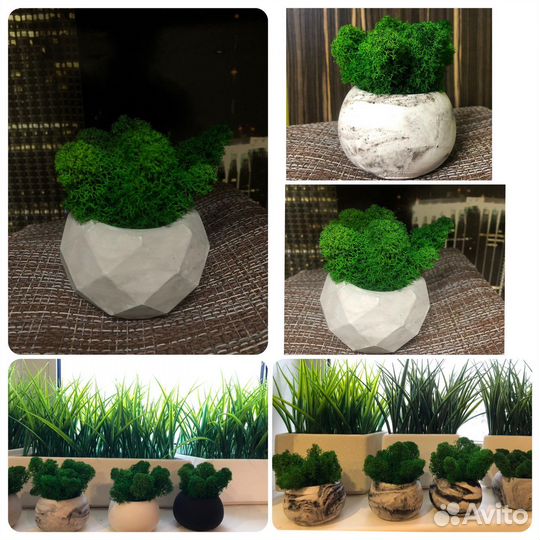 Стабилизированный мох в кашпо