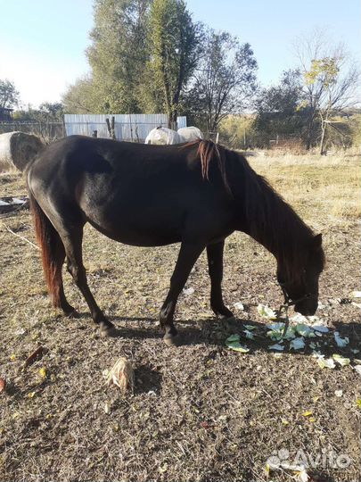 Кобыла 3 года