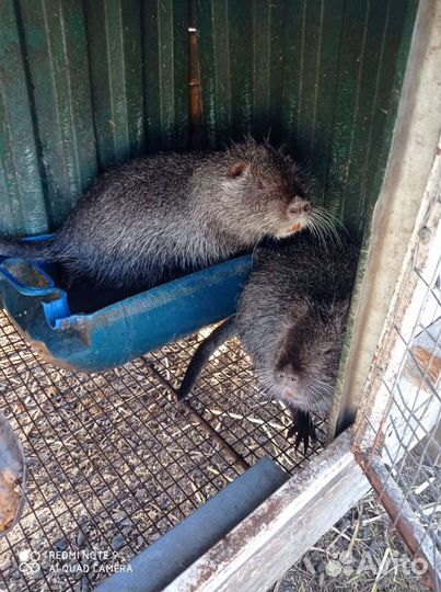 Нутрии на племя