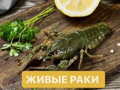 Живые раки в наличии