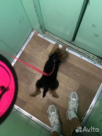 Поводок рулетка для собак flexi 5м