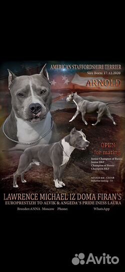 Вязка Стаффордширский терьер