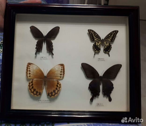 Настоящие бабочки в раме