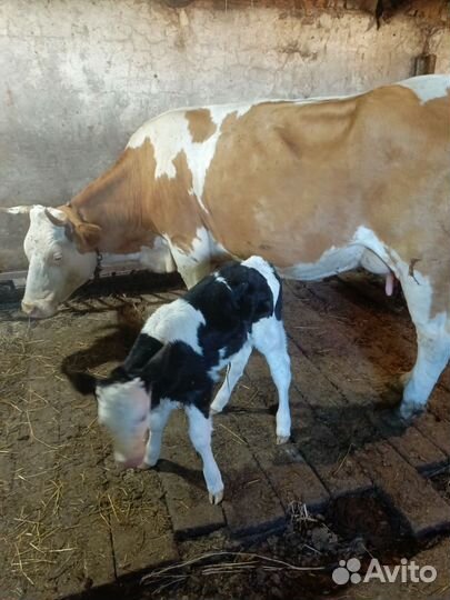 Коровы дойные молочные