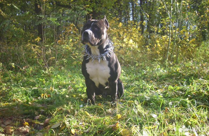 Ошейник с шипами