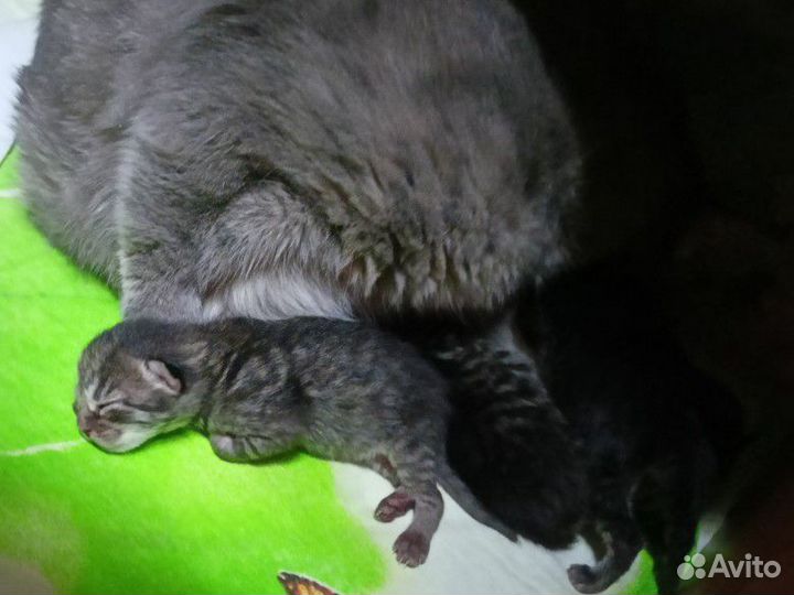 Котята от домашней кошки бронь