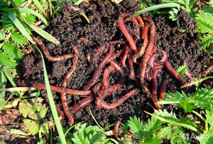 Калифорнийский червь