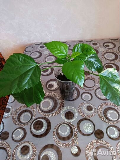 Гибискус крас. махров