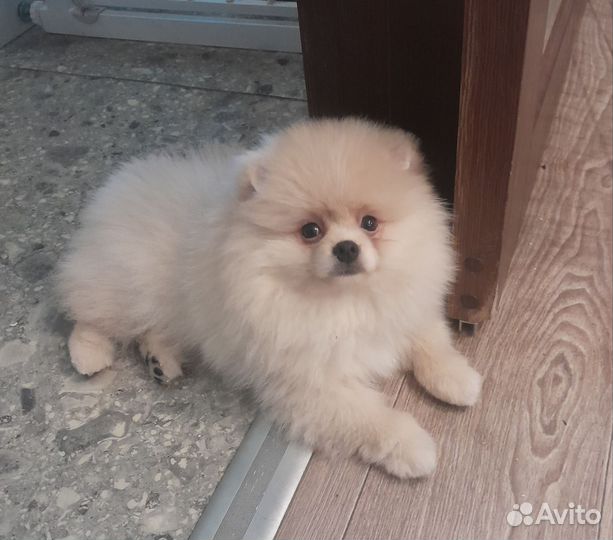 Шикарный померанец