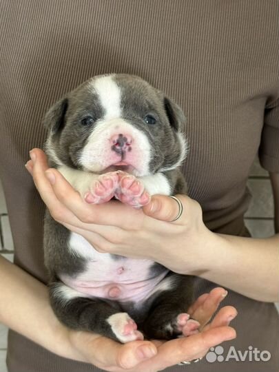 Щенки питбуля