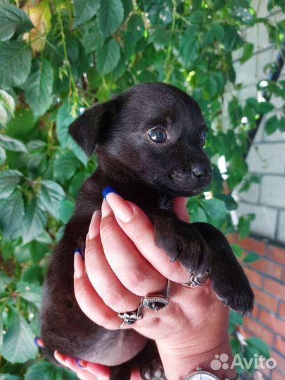 Маленькая дворняжка