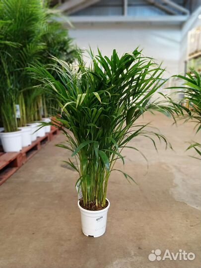 Пальма Арека